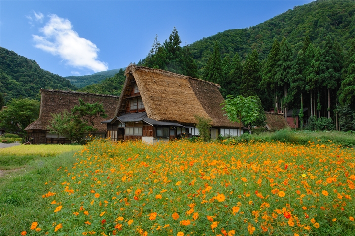 郡上市の民家の庭先を想定した花畑と家屋の情景で家まわり点検を促す